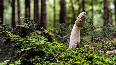 mishroom cock|Mushroom Cock .